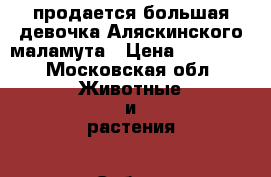 продается большая девочка Аляскинского маламута › Цена ­ 25 000 - Московская обл. Животные и растения » Собаки   